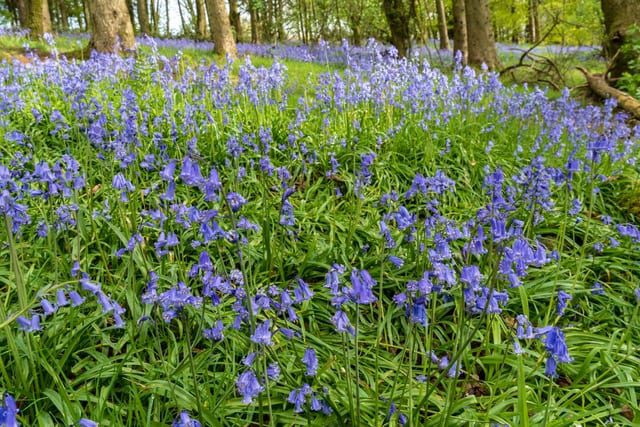 CANCELLED Bluebell Day at Knighton East Wood – 3 May 2020