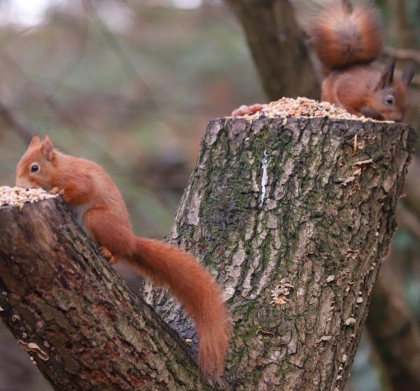 The History of Red Squirrels on the Isle of Wight - Isle of Wight Red