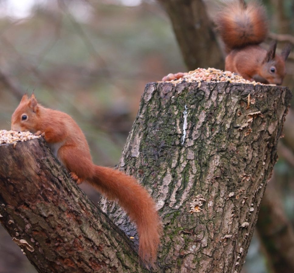 Image of a Red Squirrel: History of Red Squirrels on the Isle of Wight