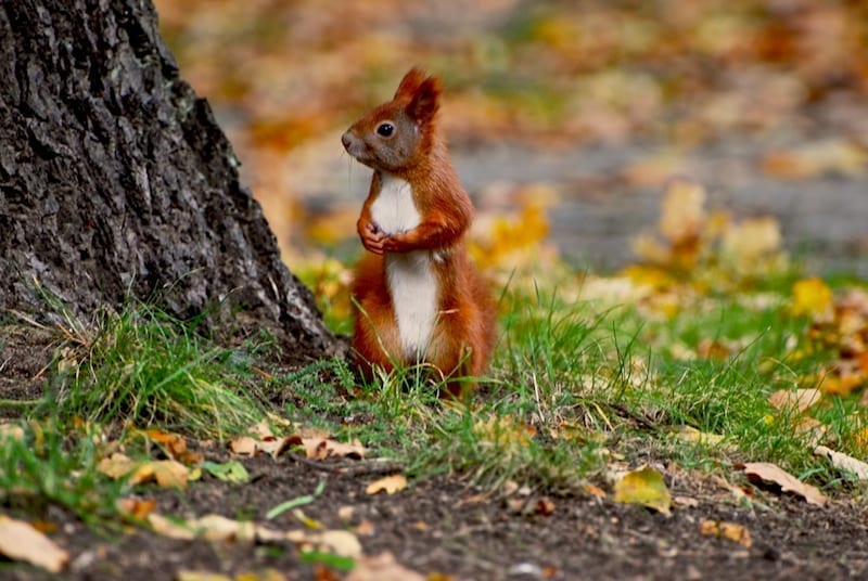 Introducing Red Squirrels