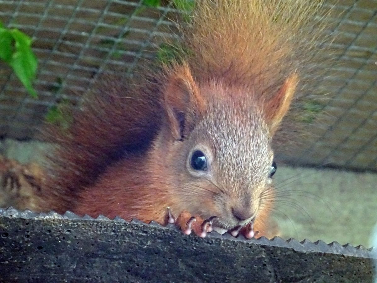 Distribution of Red and Grey Squirrels