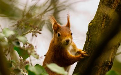 Do you love to talk about red squirrels?