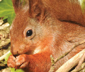 30 Incredible Years With The Red Squirrels!