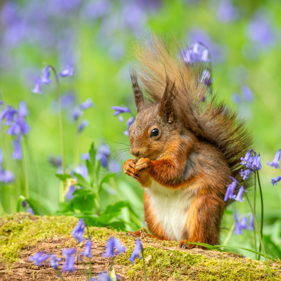 Bluebell Day at Knighton East Wood - 30th April 2023 - Isle of Wight