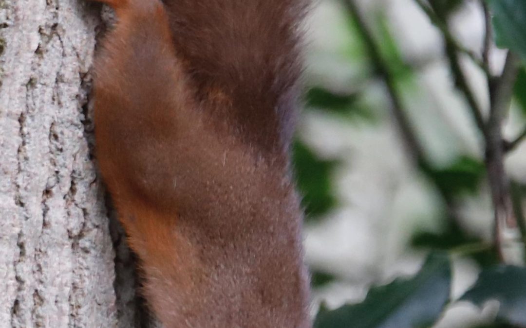 How to help our red squirrels and where did those greys come from in the first place?