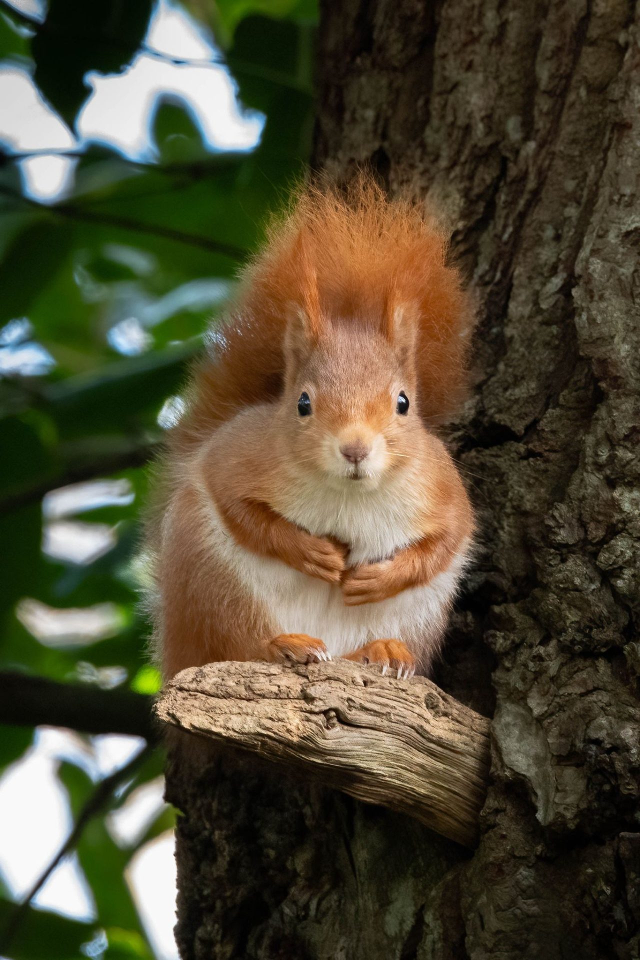 Dead Red Squirrels! - Isle of Wight Red Squirrel Trust