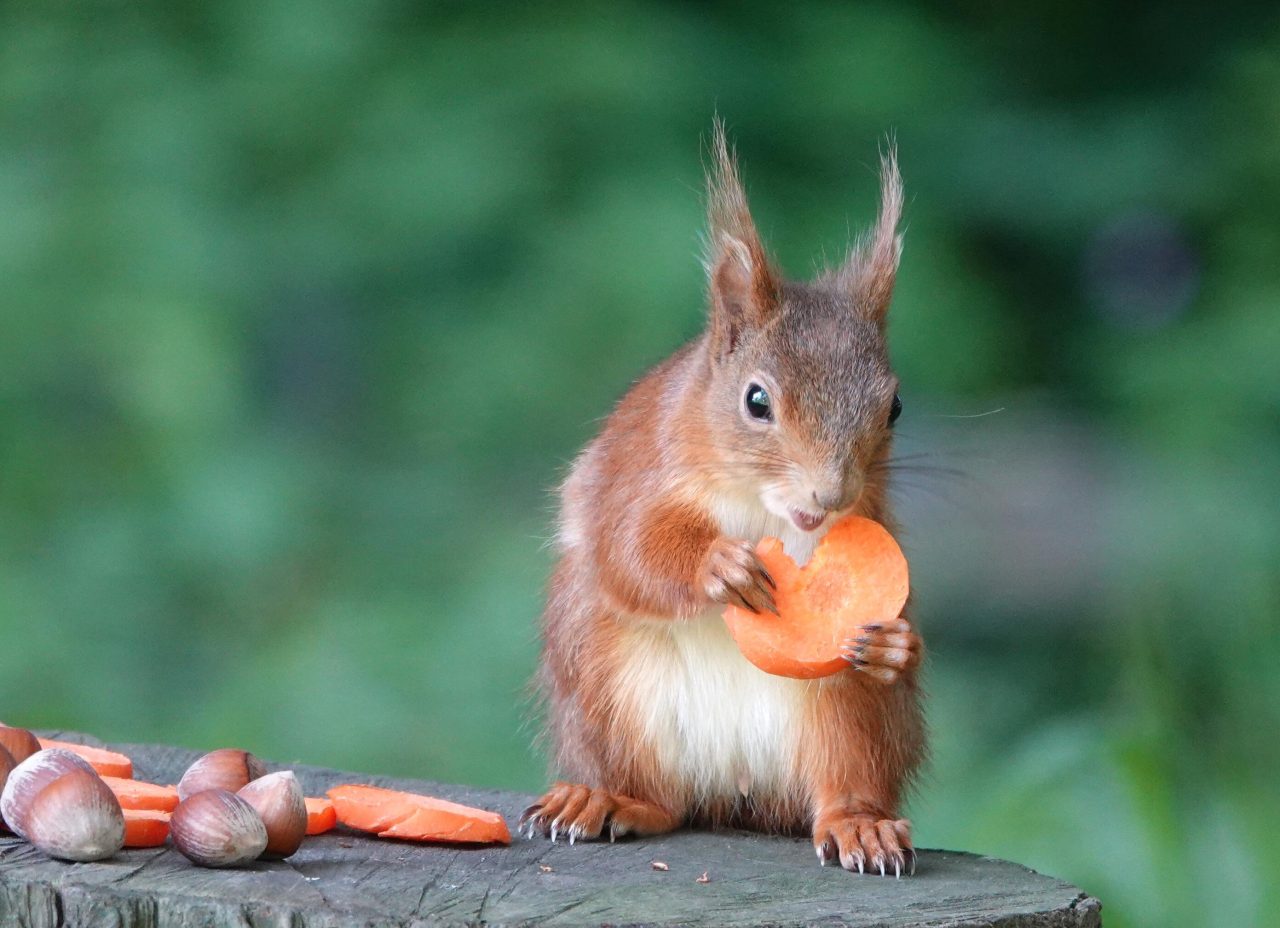 The First Three Months of a Baby Red Squirrel's Life: An In-Depth Look