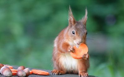 The First Three Months of a Baby Red Squirrel’s Life: An In-Depth Look