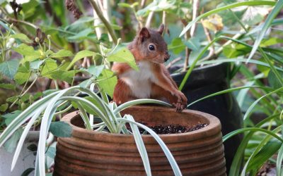 UK Red Squirrels: Autumn Adventures