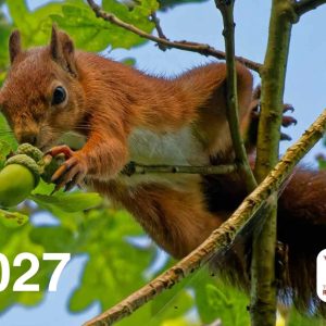 "Front cover of the 2027 Isle of Wight Red Squirrel Trust calendar showing a red squirrel reaching for an acorn"]
