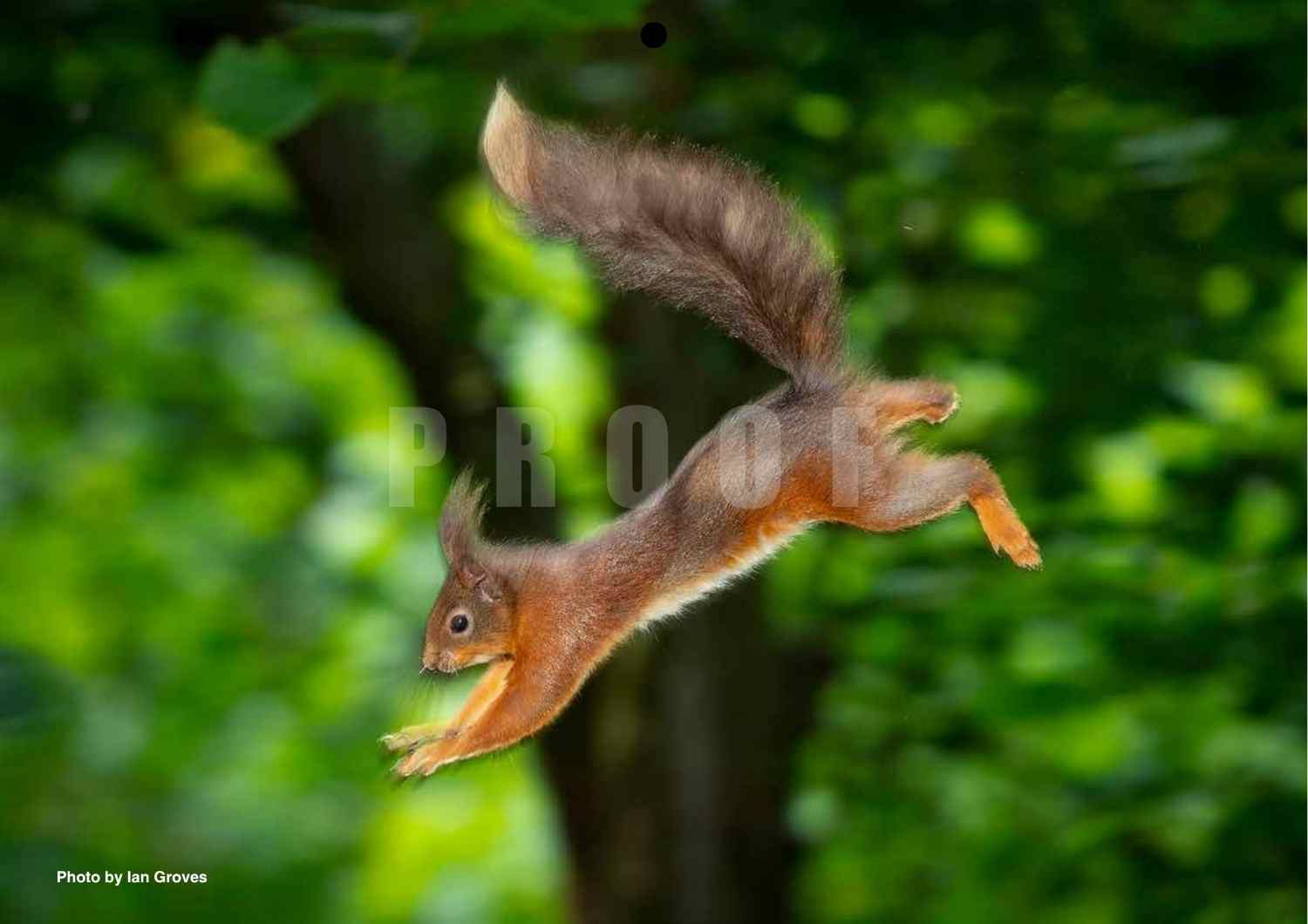 Red squirrel pleaping through the air, photo by Ian Groves