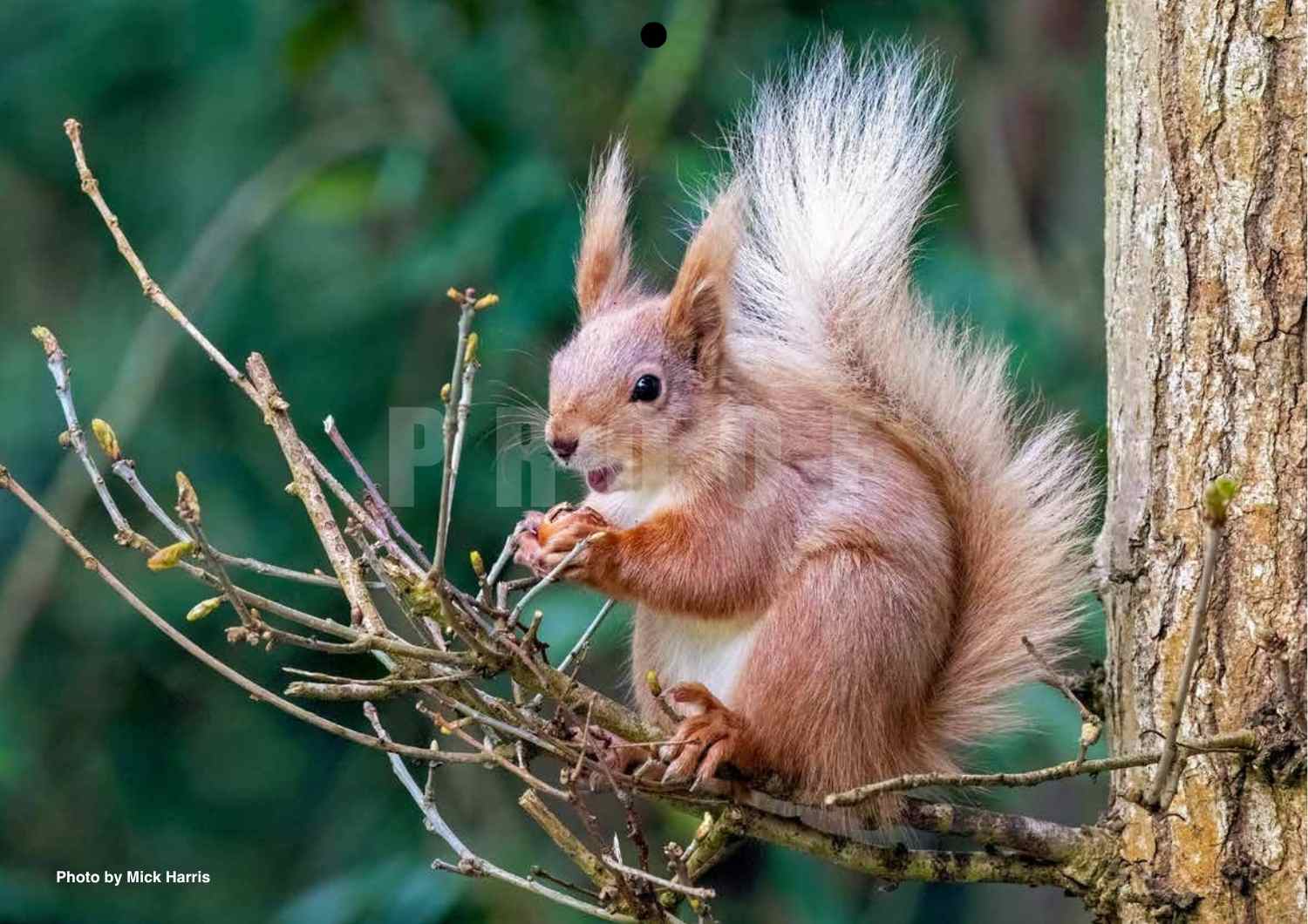2027 Isle of Wight Red Squirrel Trust Calendar - Image 10