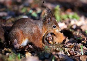 mother red squirrel carrying baby in her mouth