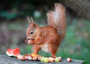 Red squirrel standing up amidst lots of fresh fruit and nuts and eating a hazelnut