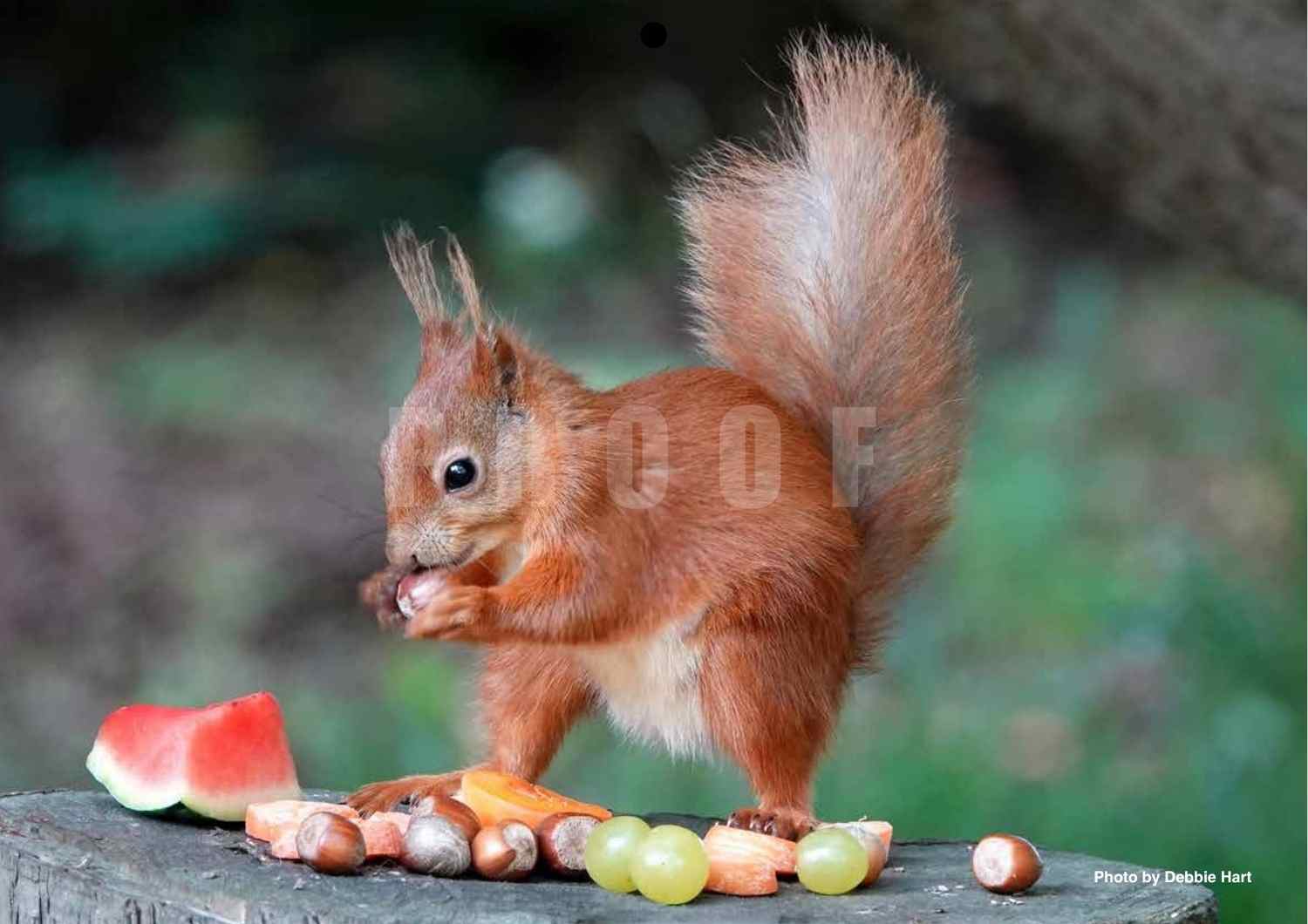 Red squirrel standing up amidst lots of fresh fruit and nuts and eating a hazelnut