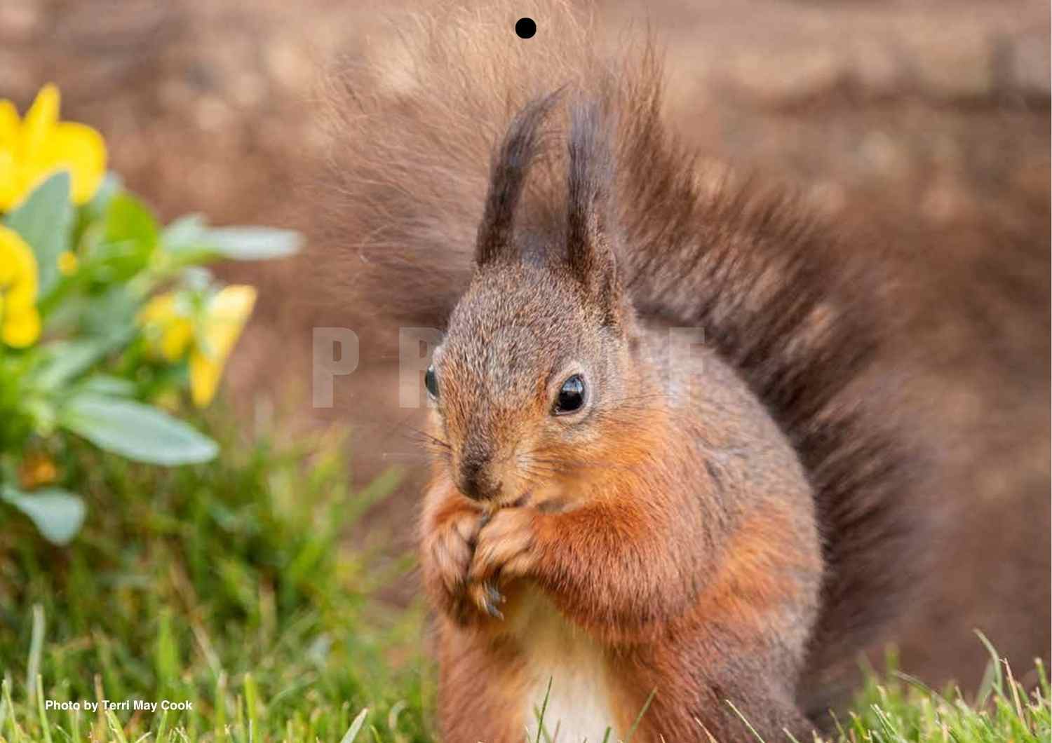 2027 Isle of Wight Red Squirrel Trust Calendar - Image 16