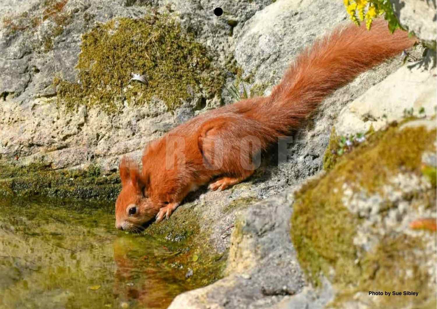 2027 Isle of Wight Red Squirrel Trust Calendar - Image 18