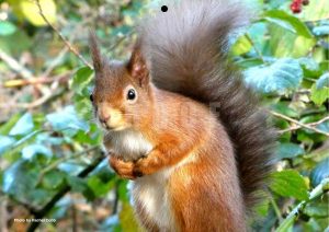 red squirrel with its paws across it's chest peering at something