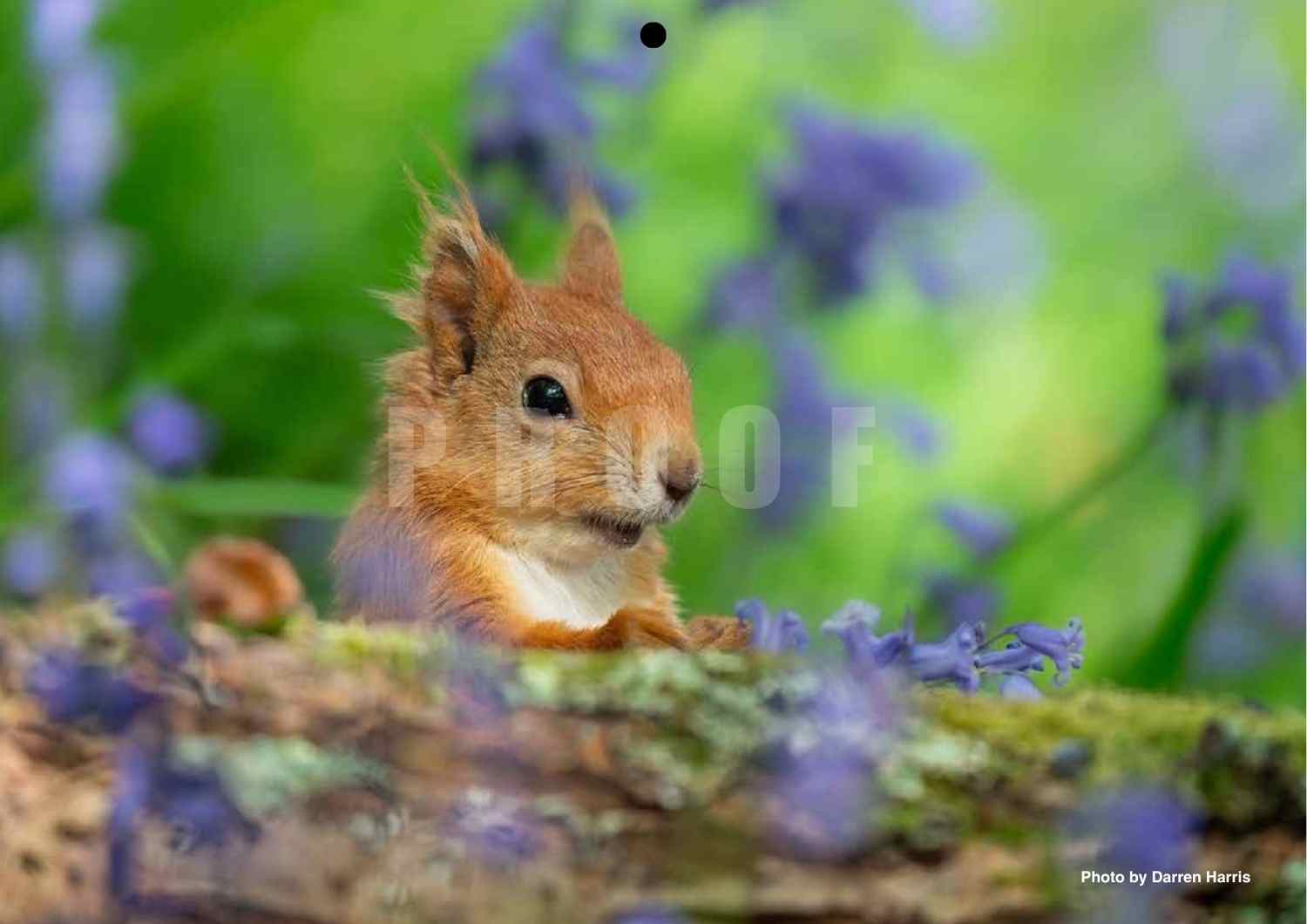 2027 Isle of Wight Red Squirrel Trust Calendar - Image 22