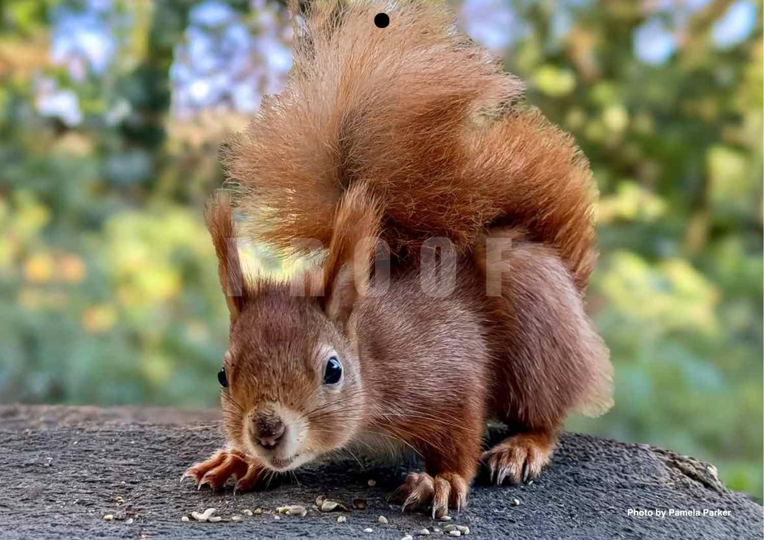 2027 Isle of Wight Red Squirrel Trust Calendar - Image 24