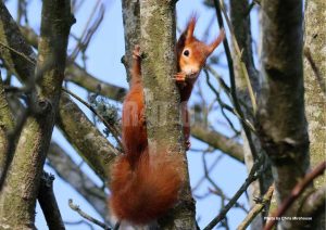  "Red squirrel peeking around a tree trunk, photographed by Chris Mirehouse"