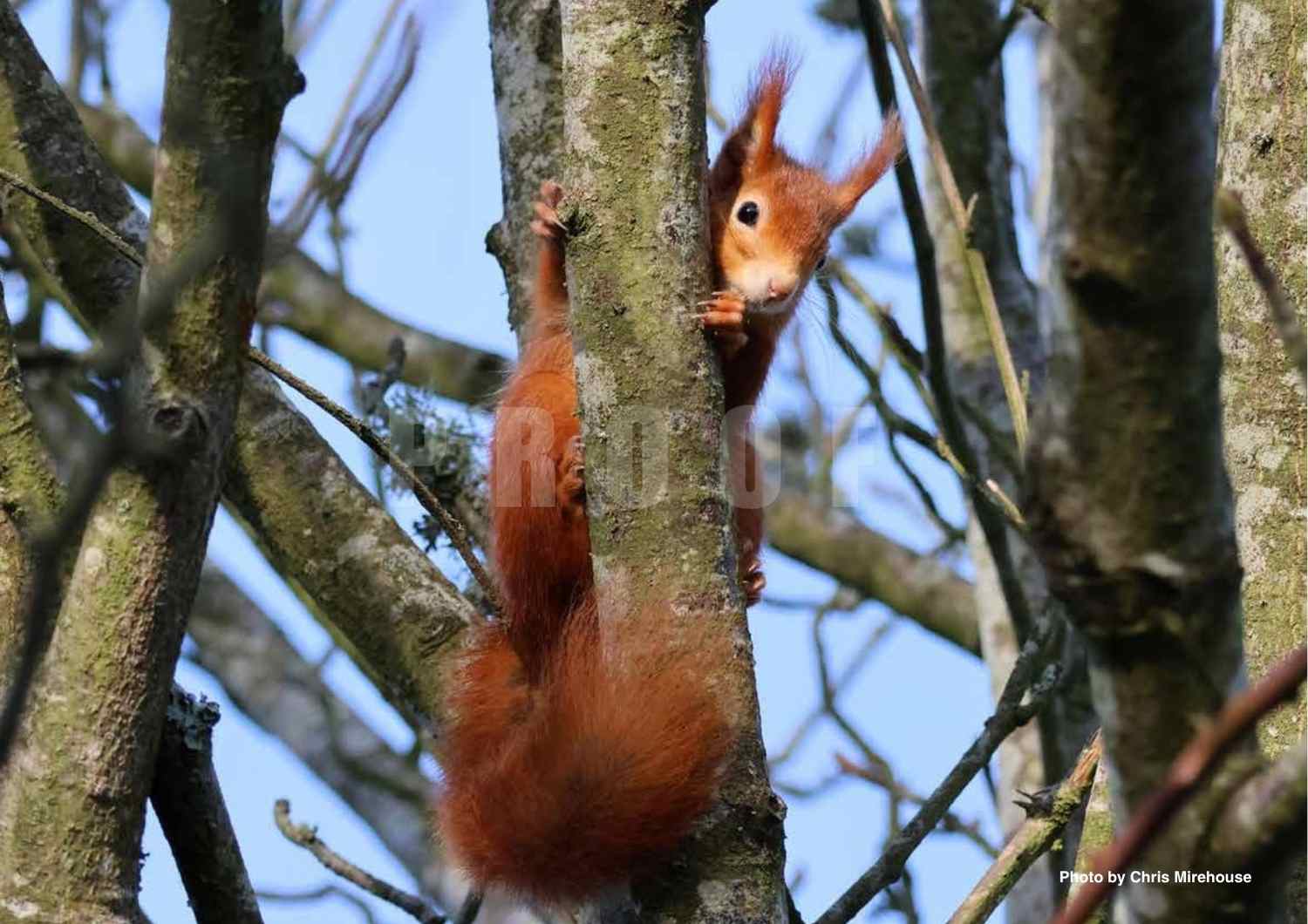 "Red squirrel peeking around a tree trunk, photographed by Chris Mirehouse"