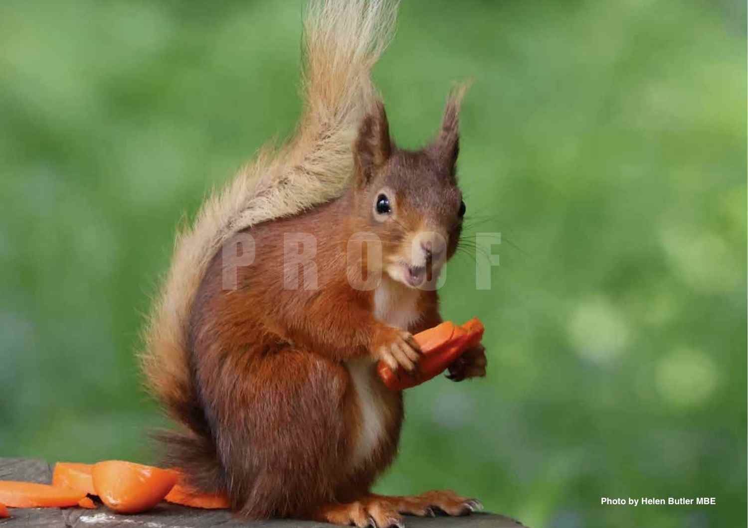 2027 Isle of Wight Red Squirrel Trust Calendar - Image 4