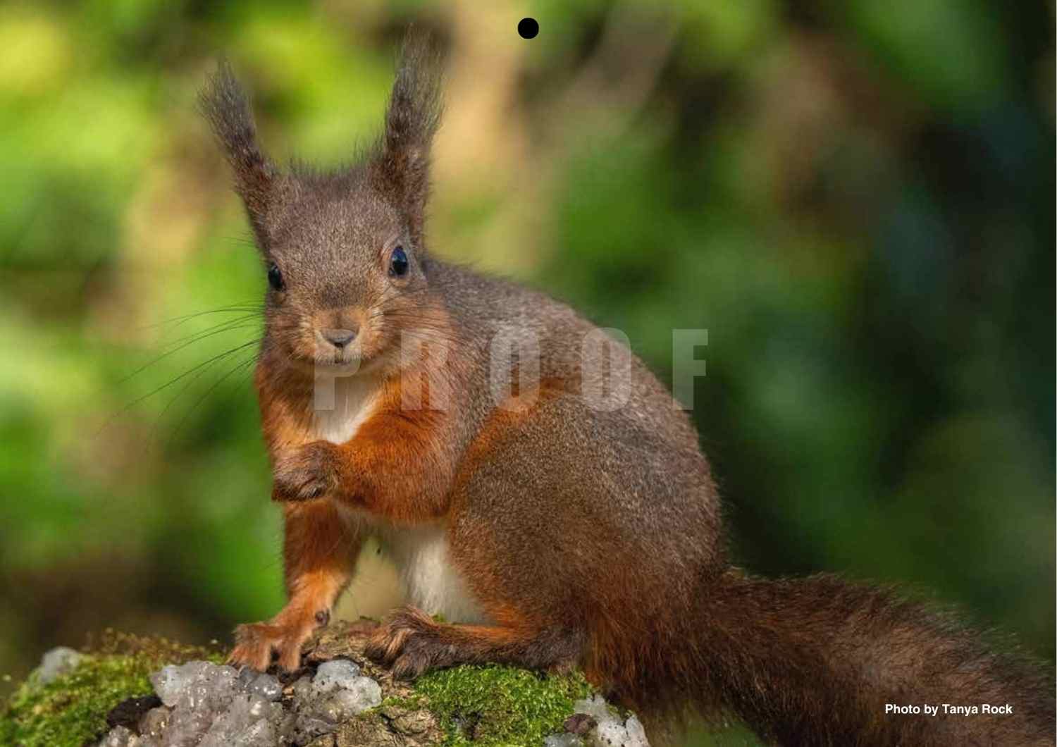 2027 Isle of Wight Red Squirrel Trust Calendar - Image 6
