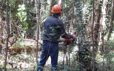 Woodland Update – June 2025