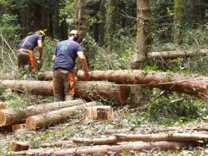 Peter & Andy our fabulous tree fellers in hard at work in Howes Wood