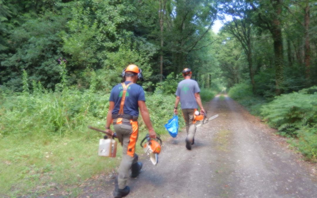 Woodland Update – July 2025