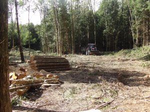 Cleared woodland area at Howes Wood with stacked timber ready for removal, Isle of Wight Red Squirrel Trust.