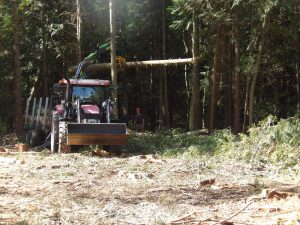 Forestry tractor with crane moving timber during felling work in Howes Wood, Isle of Wight.