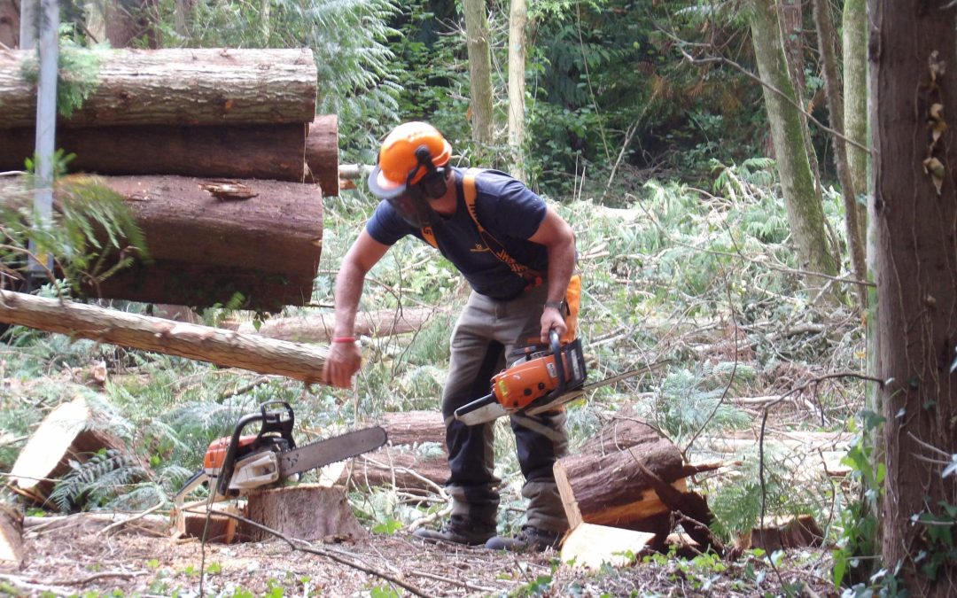 Woodland Update Number 2 – September 2025