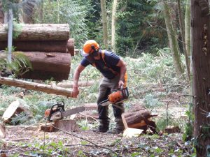Woodland worker using a chainsaw to cut logs during felling work at Howes Wood, Isle of Wight Red Squirrel Trust