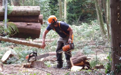 Woodland Update Number 2 – September 2025