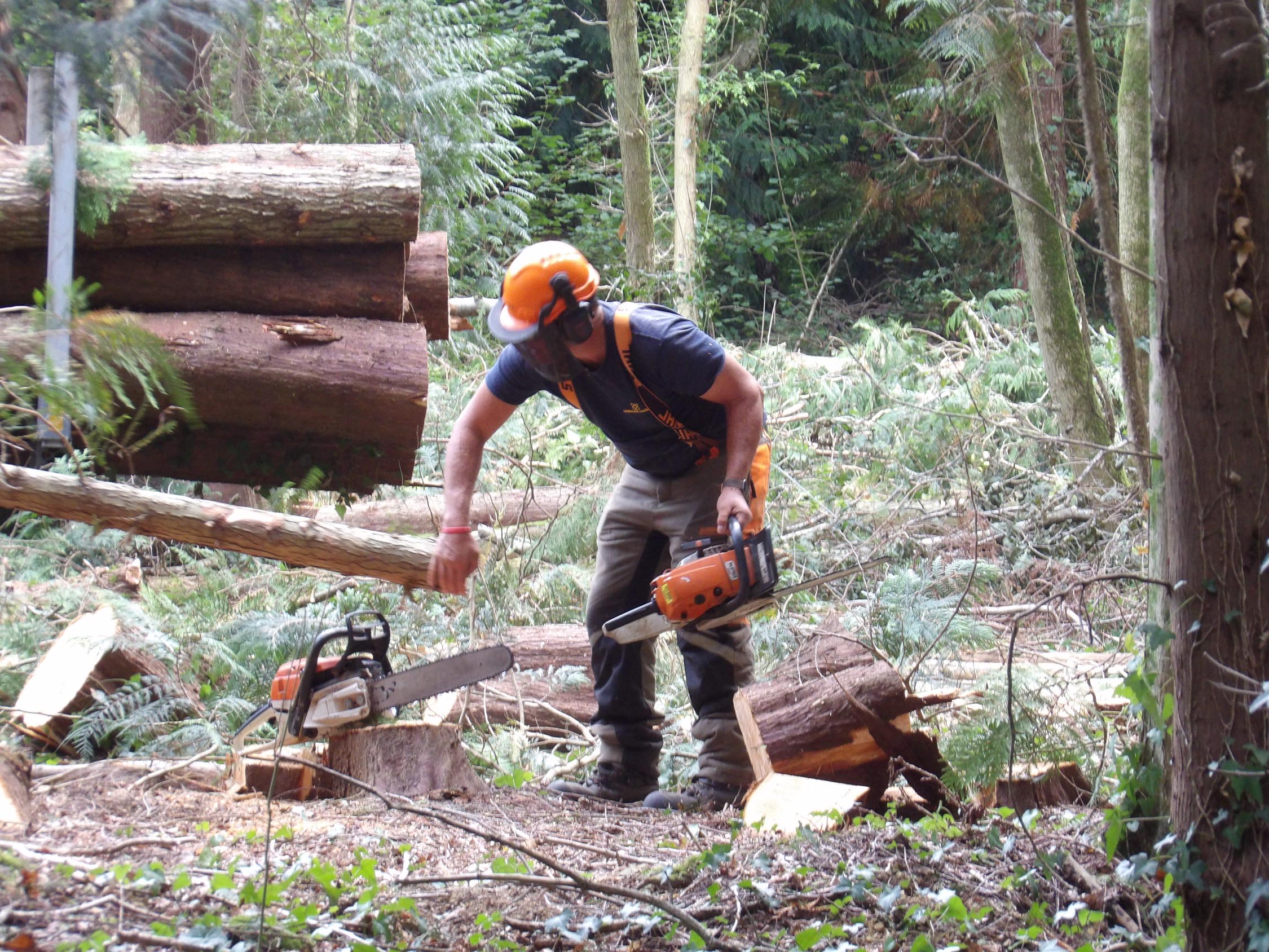 Woodland worker using a chainsaw to cut logs during felling work at Howes Wood, Isle of Wight Red Squirrel Trust