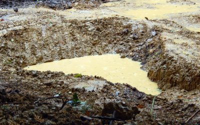 Woodland Update Number 3 – September 2025