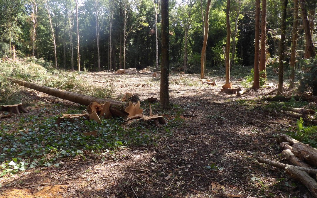 Woodland Update Number 1 – September 2025