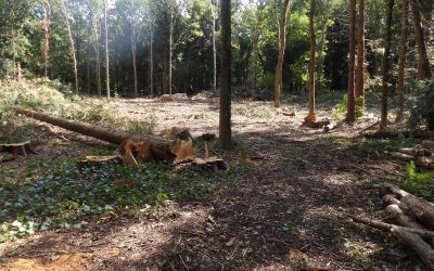 Woodland Update Number 1 – September 2025