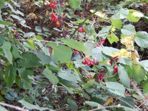 Clusters of bright red berries growing among hazel leaves in Howes Wood, part of the diverse habitat supporting Isle of Wight red squirrels.