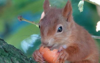 🐿️ Red Squirrel Week 2025: Celebrate 20 Years of Conservation with the Isle of Wight Red Squirrel Trust