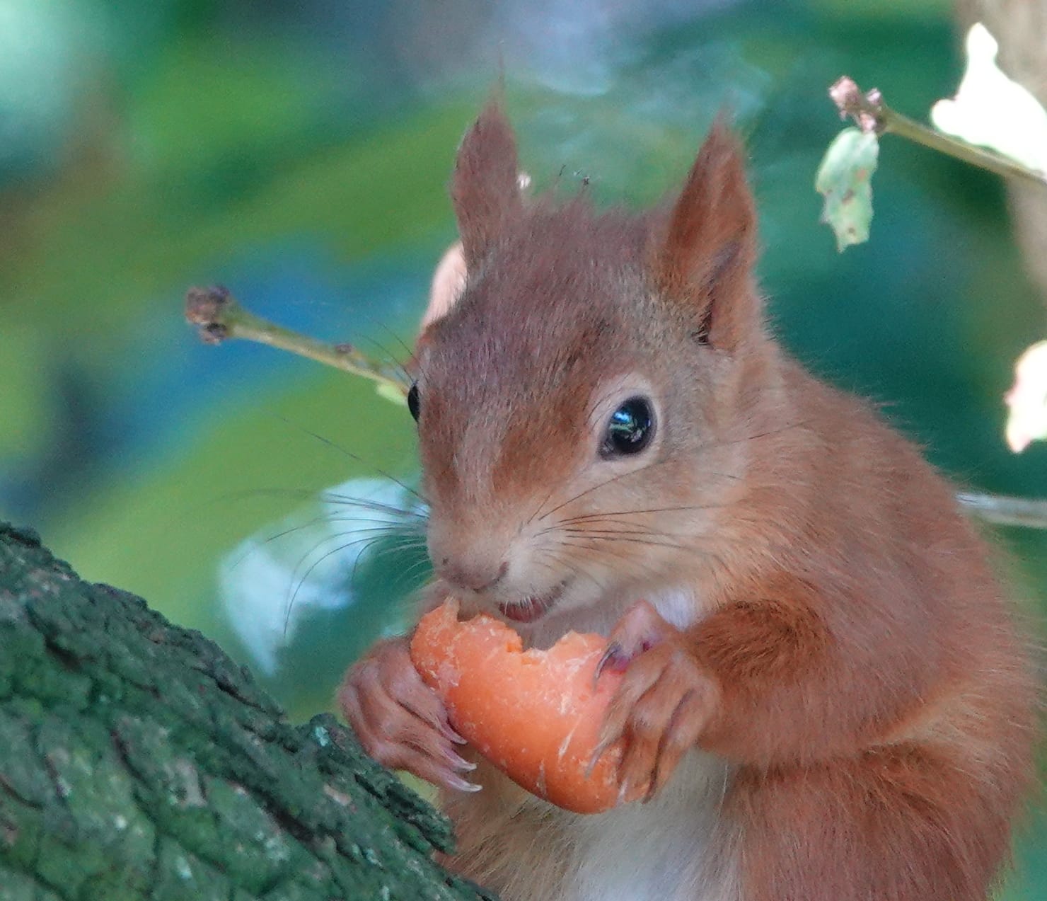 Red squirrel holding and eating a small carrot in a Binstead tree on the Isle of Wight.