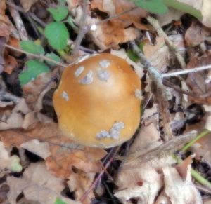 Title: Golden Mushroom Among Autumn LeavesDescription (alt text): A golden-brown mushroom emerging from fallen oak leaves in Howes Wood, adding autumn colour to the red squirrels’ woodland home. Keywords: golden mushroom Isle of Wight, autumn woodland fungi, Howes Wood biodiversity