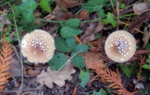 Two spotted mushrooms surrounded by ferns and ivy on the forest floor in Howes Wood, showing the rich fungal diversity that supports woodland wildlife. 