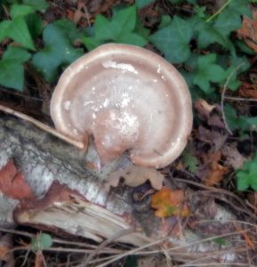 A large brown bracket fungus growing on a fallen log among ivy and oak leaves in Howes Wood, part of the woodland’s natural recycling process.