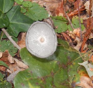 A close-up of a pale woodland fungus with finely detailed gills, one of many fascinating fungi found in Howes Wood on the Isle of Wight.