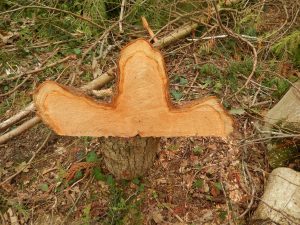 Cross-section of cedar trunk showing beautiful wood grain and natural form from sustainable woodland restoration on the Isle of Wight.