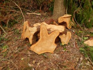 Freshly cut western red cedar logs showing artistic, irregular shapes after woodland management at Howes Wood.