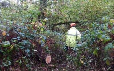 New Woodland for Red Squirrel Conservation | IOWRST